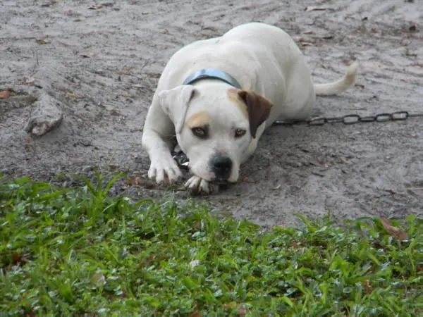 Henderson's Georgia Lilly of KK