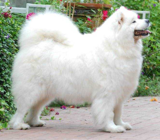 Day Dream Bulla Chatanga