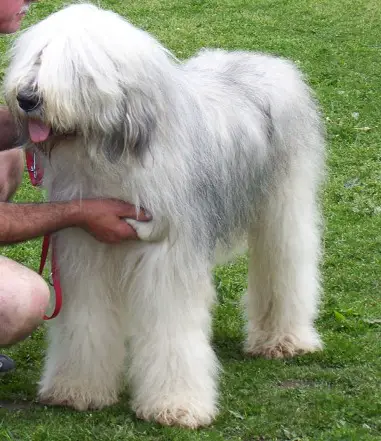 are carpathian sheepdogs healthy