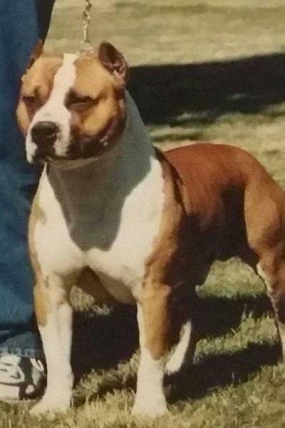 GRCH 'PR' Baytown's Handsome Samson