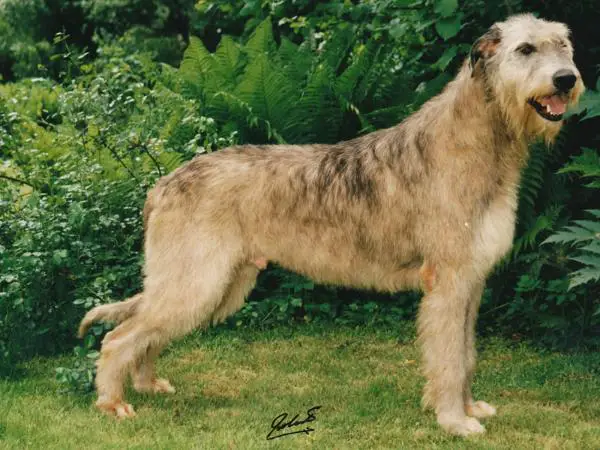 CH JWW'89 Brokenwheel Uracil (Sans Affixe)