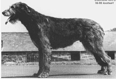 CH Caredig Yankeedoodle