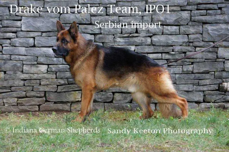 DRAKE vom PALEZ TEAM