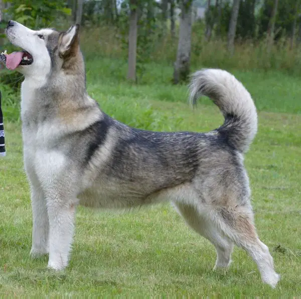 LV& LT & EE & BALT Born For Victory Inditarod