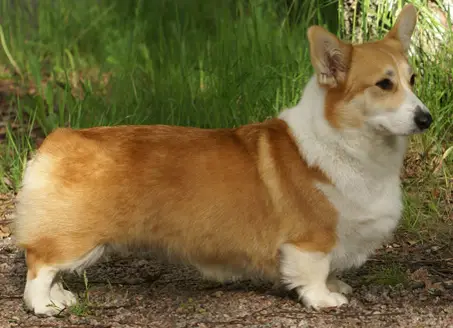 MULTI CH Corgon Blue MOJAŚ TY KUSA