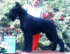 Ch.Eur JW, Int Ch, Ch It, Es, Lux, Sz, Slo, Benilux, Bundess Gloris Overmuch