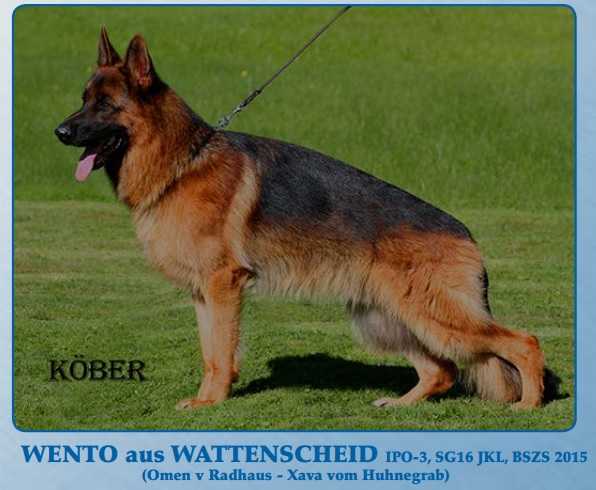 VA5 (KZ), V(LGZS)  (SG16 BSZS JKR 2015) Wento aus Wattenscheid