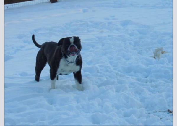 Flores Maximus of Chappell's