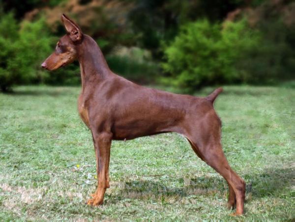 CAMPEONA JOVEN CHILE Selk´nam'S india red
