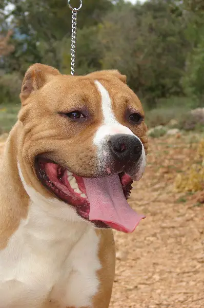 big attitude du sarmizegetusa-regia