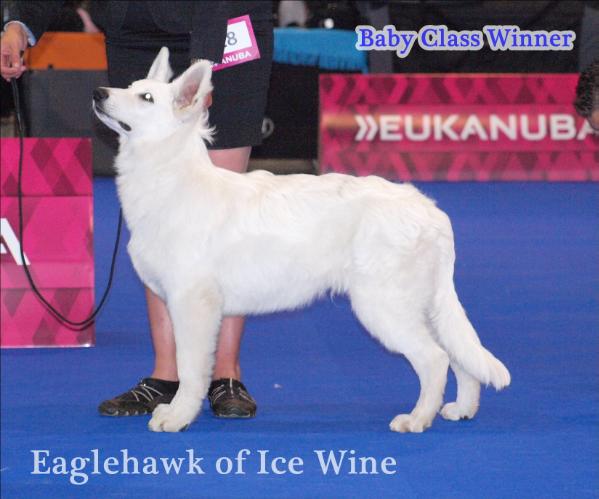 HJCH, BABYEW'14 Eaglehawk of Ice Wine
