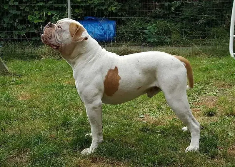 Bombasticbulls' E.Z.