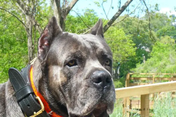 Scandifio's Damian Marcus Aurelius