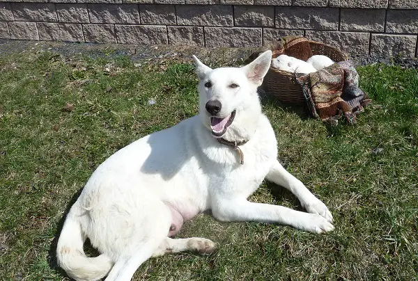 Jamin's Blissful Spree