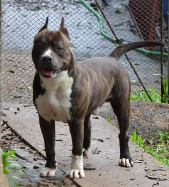 The Monster New Kraftfeld