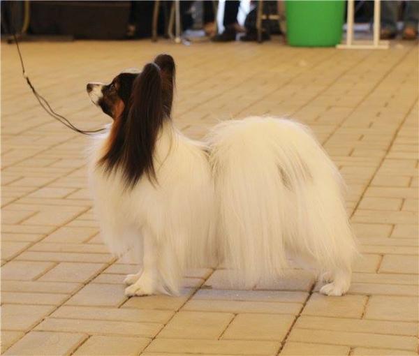 Santa Fe Premier Ot Nevskogo Dueta