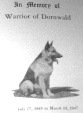 Warrior of Dornwald