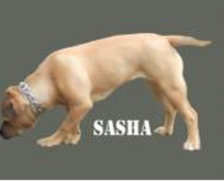 Sasha.