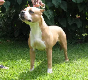 AKC CH Koanui'S tropical storm