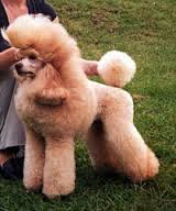 INT CH Zolotaja Rybka iz Rozovyh Snov