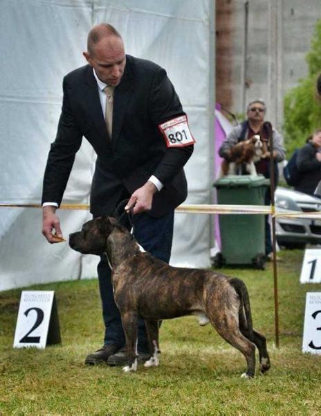 3xCAC, 2xCACIB Nomicon L.O.S. Bucanero