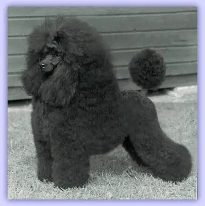 Minarets For Your Eyes Only