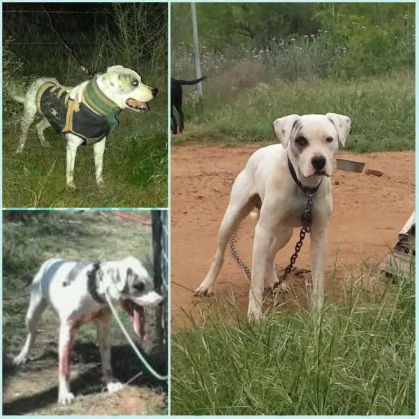 YHK's Spanky of Six Sigma