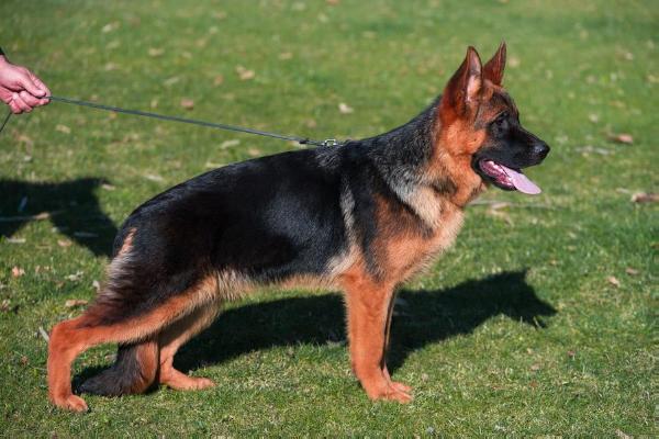 Brabus vom Funken Spiel