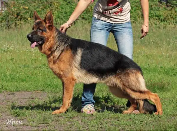 Mike von der Sudheimer Linde