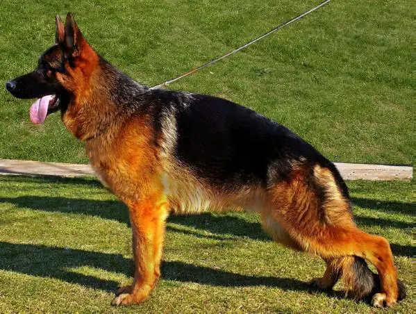 Esko Von den zwei Steinen