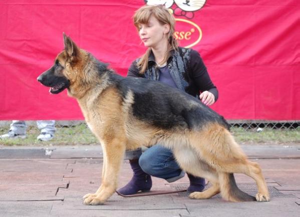 De Orse Mak Flai  Lacetti