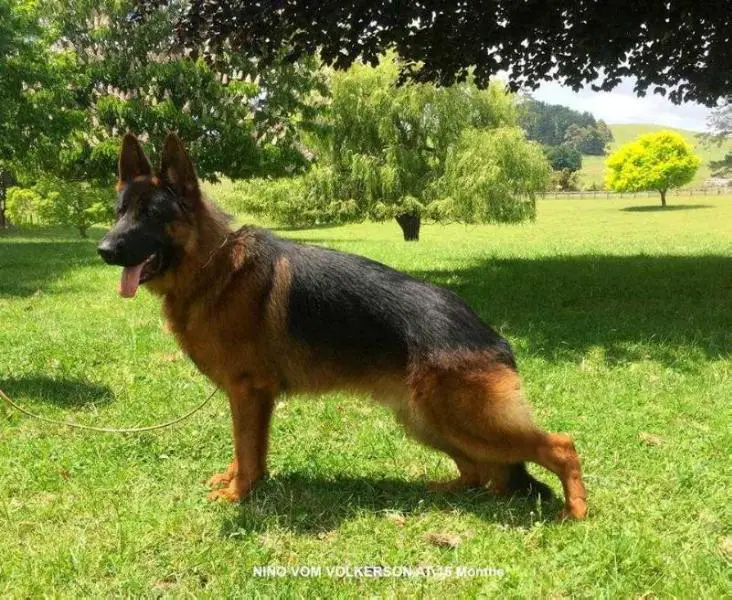 NZ CH, V Nino vom Volkerson