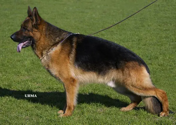 1VA (EST), 27SG BSZS Team Bulle Hof Murphy