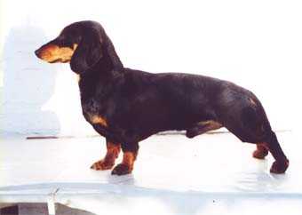 V GS DtCh  ISchCh  ISchCh  DtCh VDH  4x LS Alex vom Pfälzer Jagdgrund