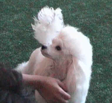 Whiteway's Queen Of Snow