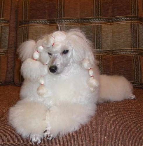 Grafika Ellanz Vanilla Sky