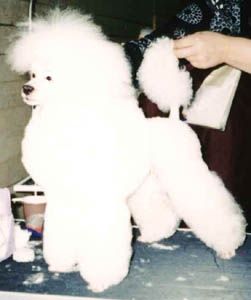 Vezdesyschiy Figaro iz Zimnih Grez