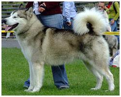 MAVERICK Ala-Ka-Nuk Anuri