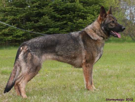 Stormymagic's Vaveli