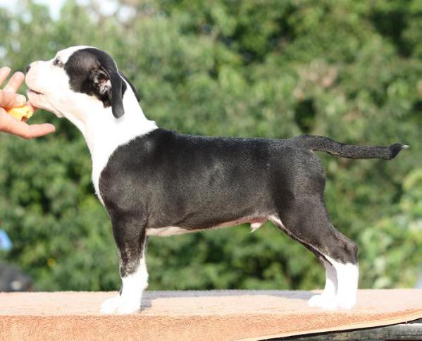 Meadowbrook Sha-D Blue's Clutch