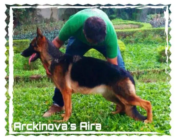 Arckinova's Aira