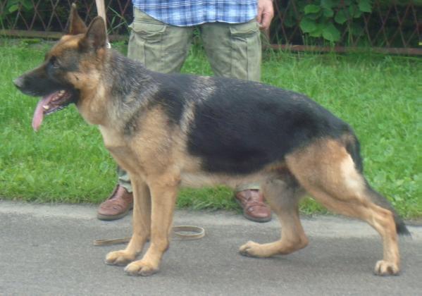 Cytra z Osiedla Poraja