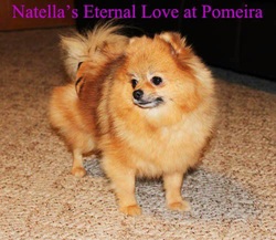 Natella's Eternal Love
