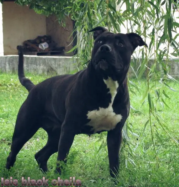 World Staff Spirit Isis Black Sheila