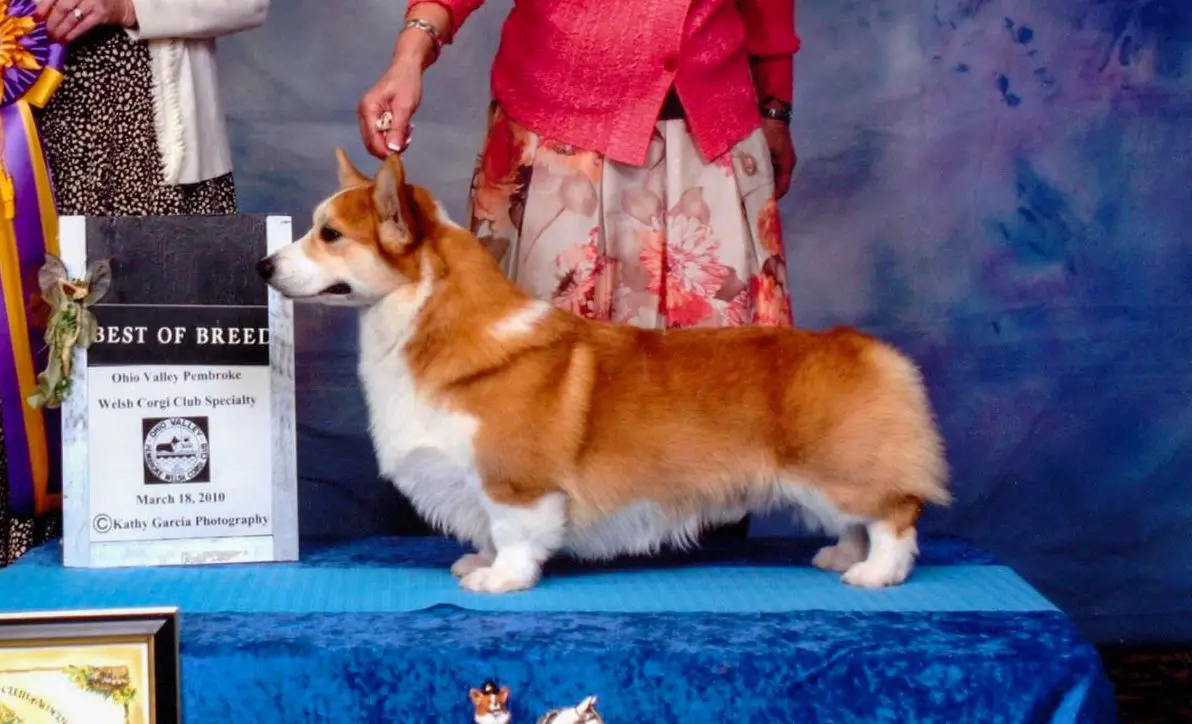 GCHG CH Honeyfox So Dash N Debonair