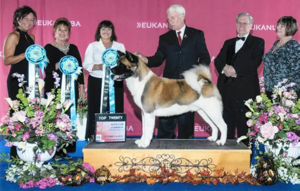 AKC GCH Ancient Knights Silver Hammer