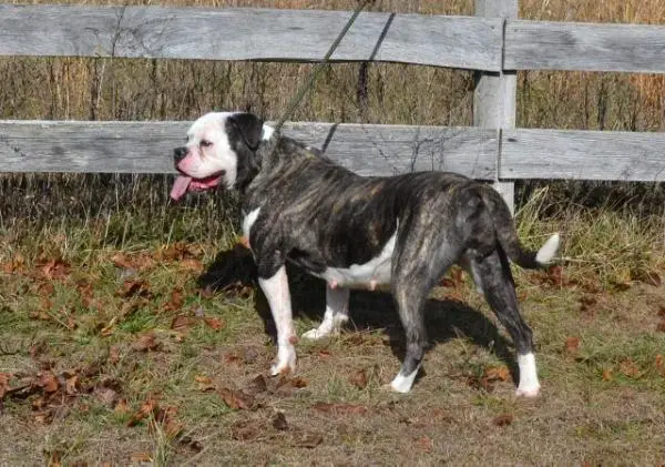 spencer farms nova bell