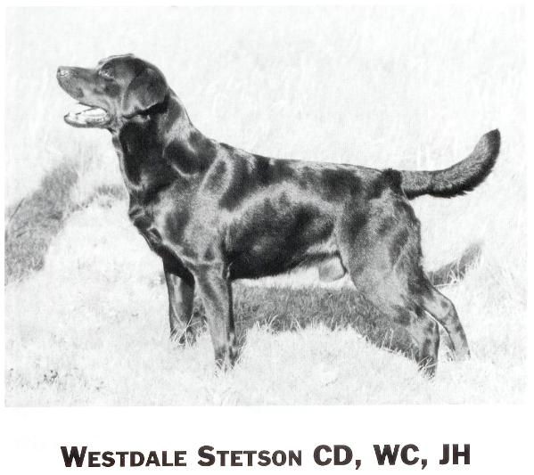 Westdale Stetson