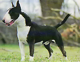 CH Trick Or Treat Northem Boy