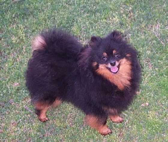 Star Haven As the Crow Flies